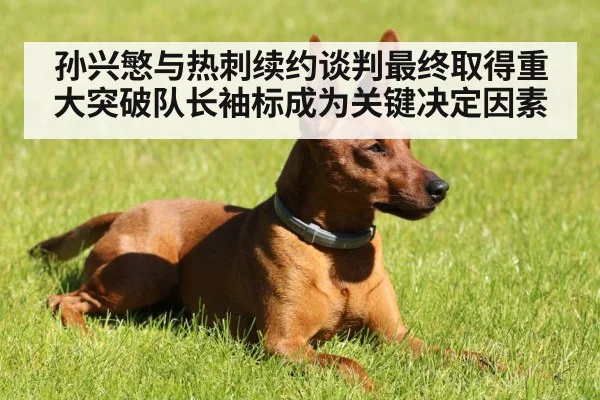 孙兴慜与热刺续约谈判最终取得重大突破队长袖标成为关键决定因素